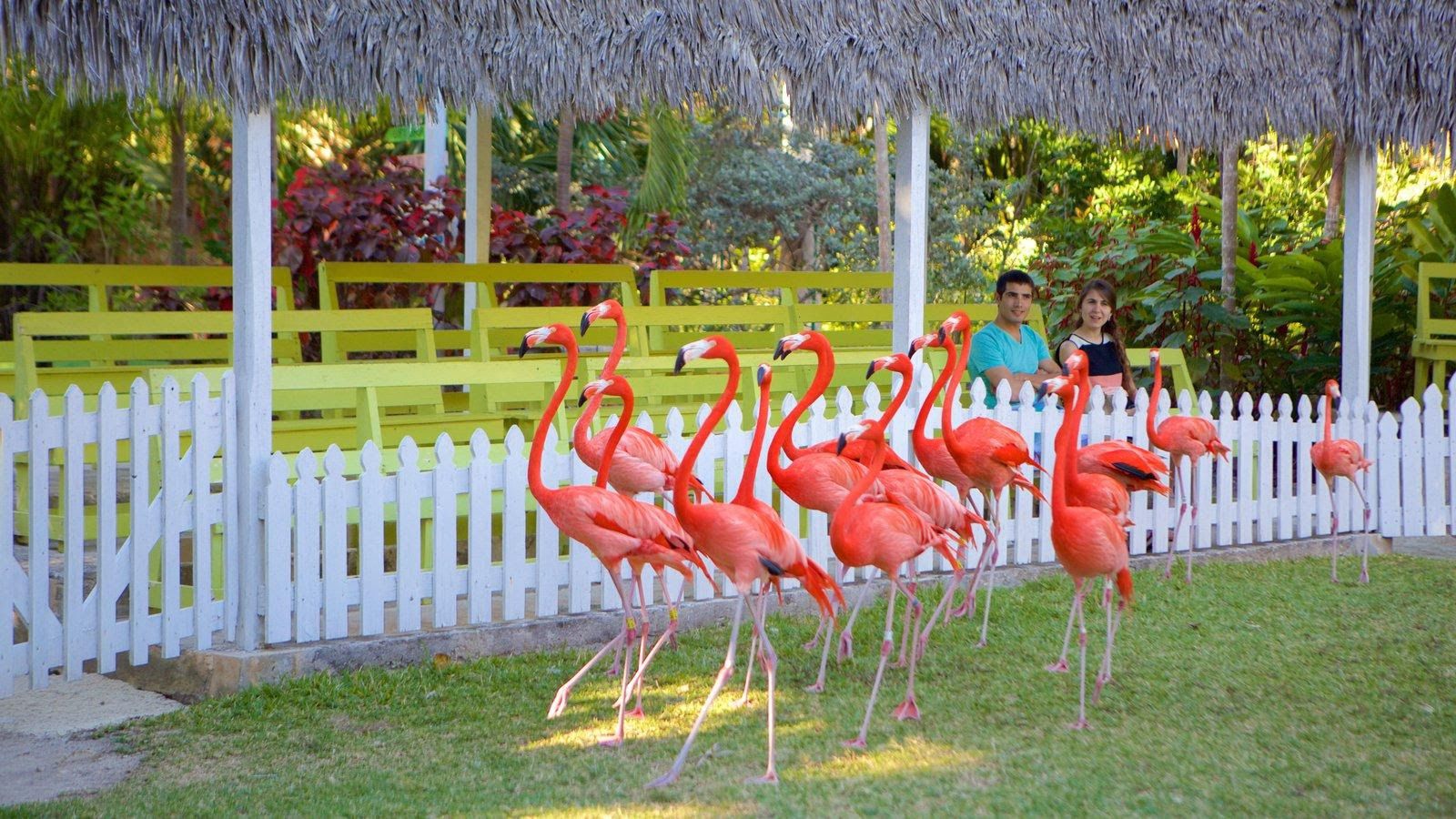 Traveling Through The Bahamas Island To Island